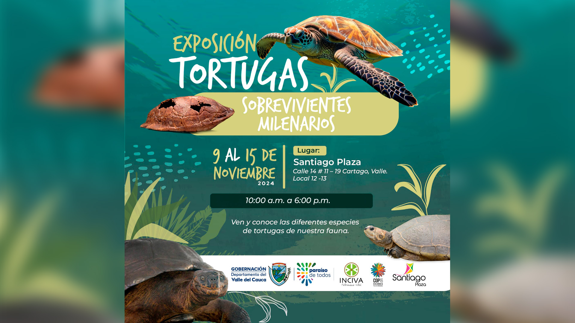 Imagen Tortugas milenarias 1920x1080